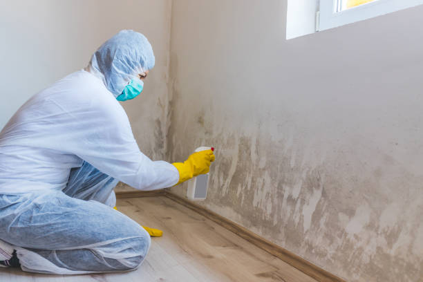 Licensed Black Mold Removal service in Glen Cove, NY - WQB Mold Removal
